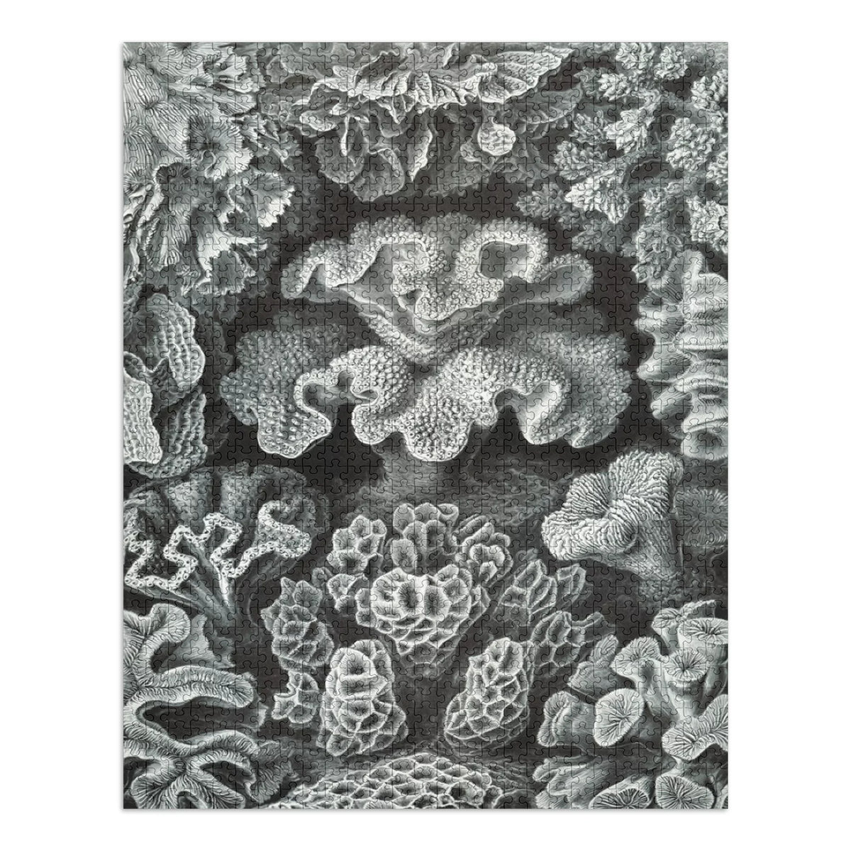 Family, Haeckel, dimension Made Ernst USA) Puzzle Adults in Jigsaw 19x27, Challenging Puzzle, and Piece (1000 Hexacoralla for