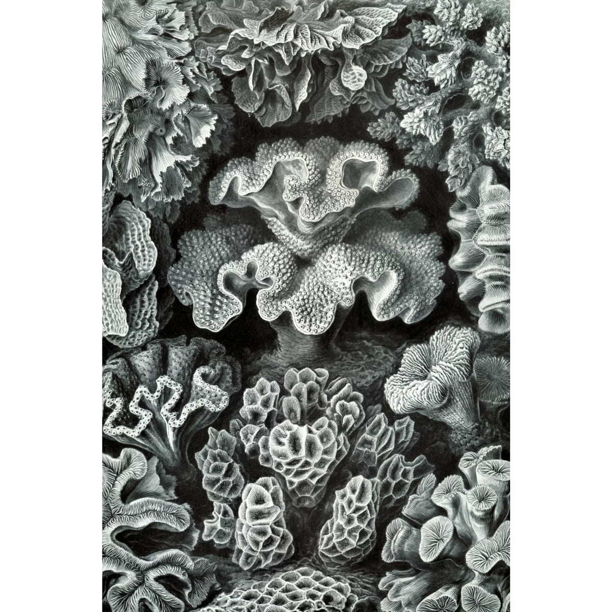 Family, Haeckel, dimension Made Ernst USA) Puzzle Adults in Jigsaw 19x27, Challenging Puzzle, and Piece (1000 Hexacoralla for
